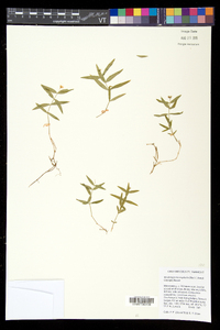 Moehringia macrophylla image