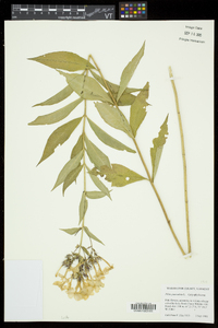 Phlox paniculata image