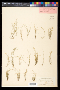 Sagina decumbens subsp. decumbens image