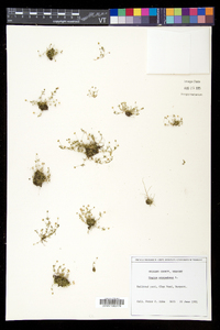 Sagina procumbens image