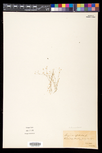 Sagina decumbens subsp. decumbens image