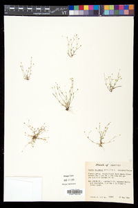 Sagina decumbens image