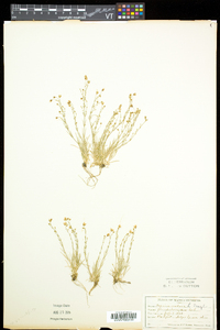 Sagina nodosa subsp. nodosa image