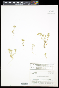 Scleranthus annuus image