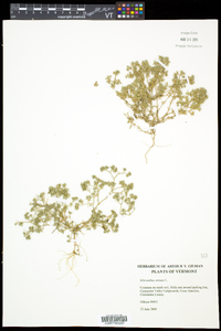 Scleranthus annuus image