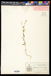 Vaccaria hispanica image