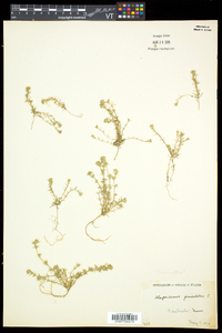 Scleranthus annuus image