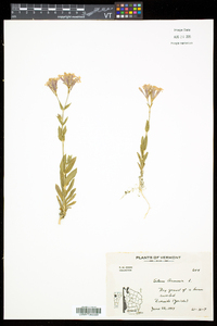 Atocion armeria image