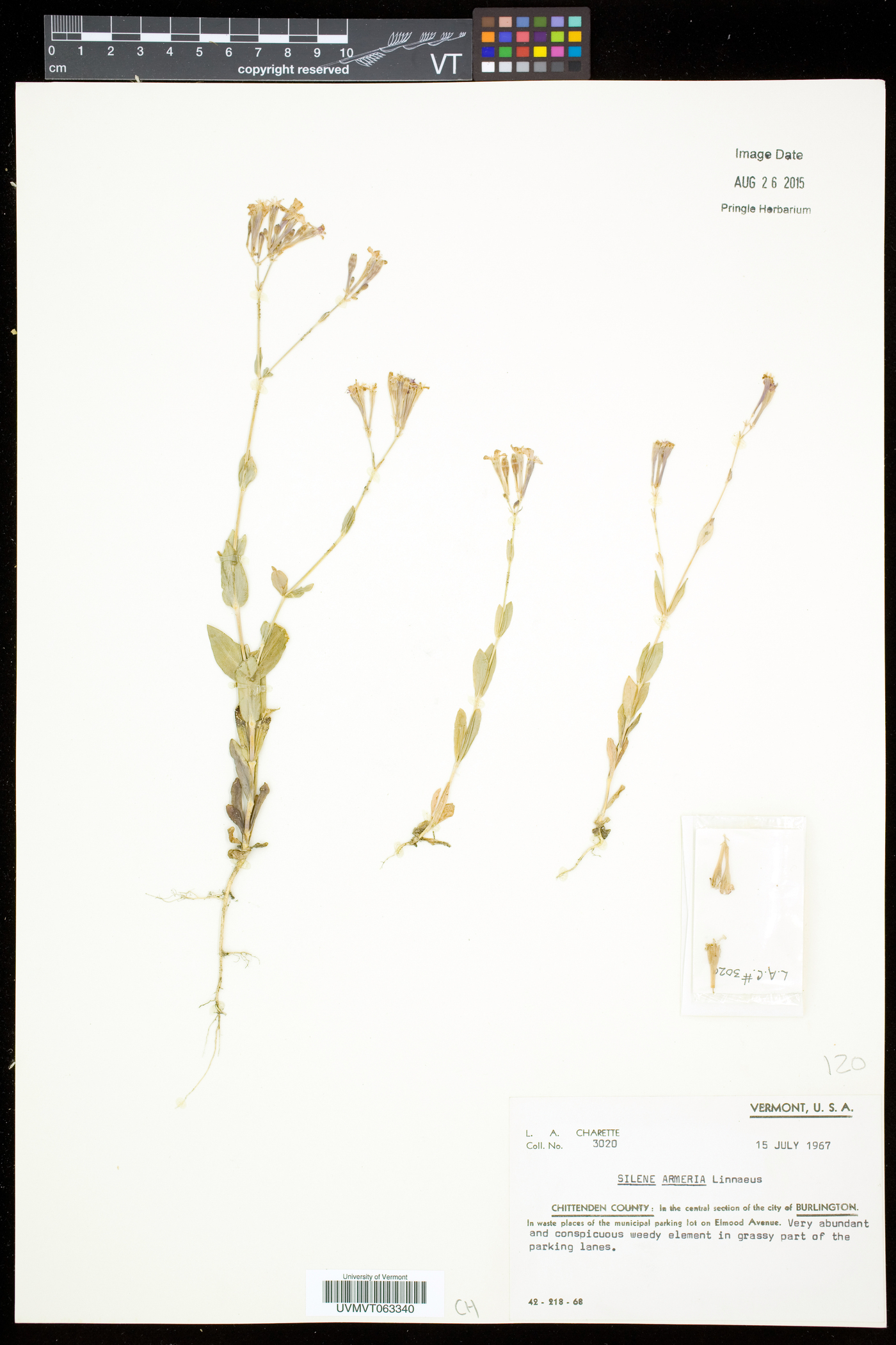 Atocion armeria image