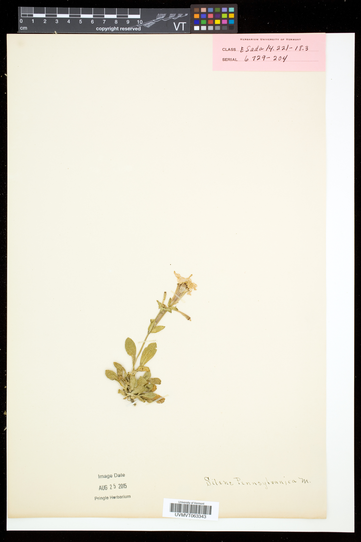 Silene caroliniana image