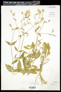 Silene latifolia image