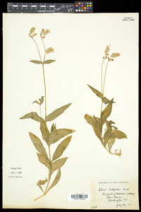 Silene latifolia image