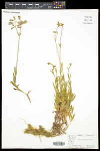 Silene vulgaris image