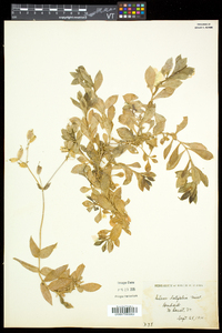 Silene latifolia image