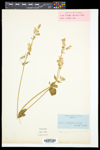 Silene latifolia image