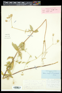 Silene latifolia image