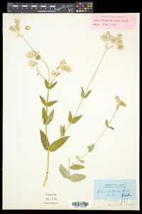 Silene latifolia image