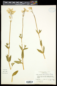 Silene latifolia image