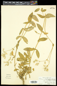 Silene latifolia image