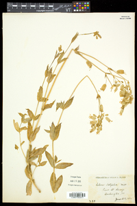 Silene latifolia image