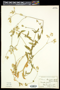 Silene latifolia image