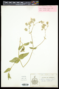 Silene latifolia image