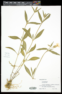 Silene latifolia image