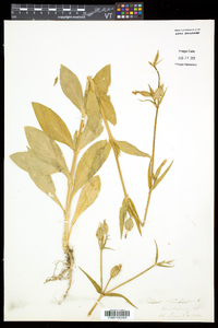 Silene noctiflora image