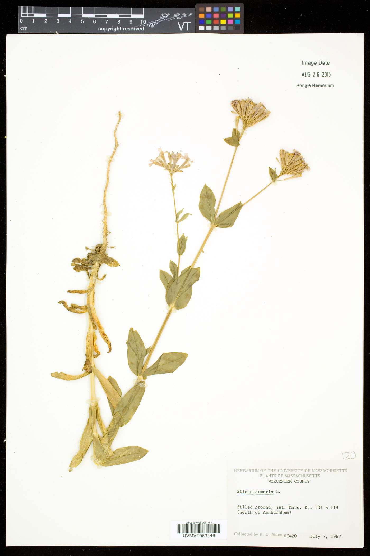 Atocion armeria image