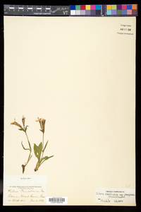 Silene caroliniana subsp. pensylvanica image