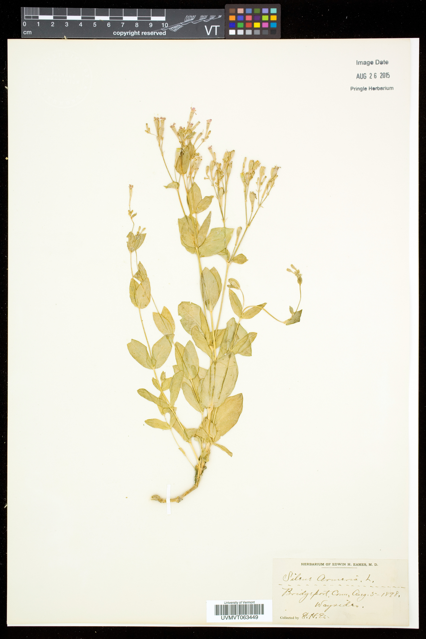 Atocion armeria image