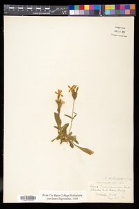 Silene caroliniana image