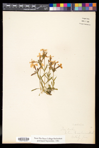 Silene caroliniana image