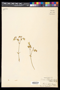 Silene latifolia image