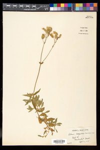 Silene latifolia image