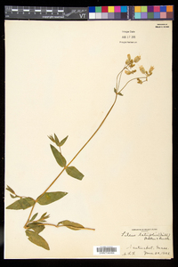 Silene latifolia image