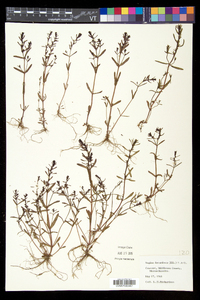 Sagina decumbens subsp. decumbens image