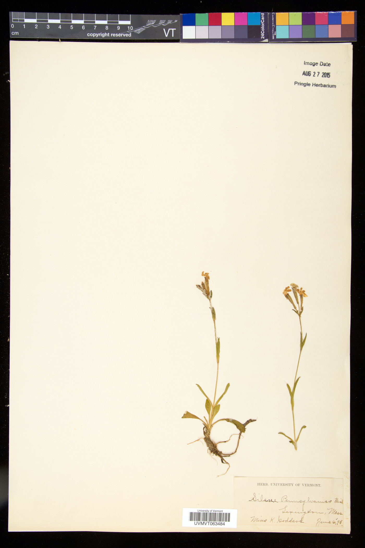 Silene caroliniana subsp. pensylvanica image