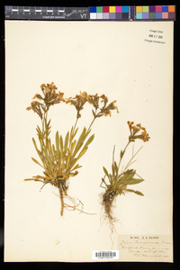 Silene caroliniana subsp. pensylvanica image