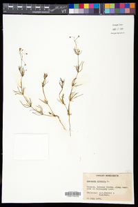 Spergula arvensis image