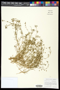 Spergula arvensis image