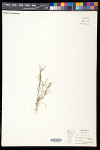 Spergula arvensis image