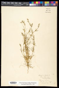 Spergula arvensis image