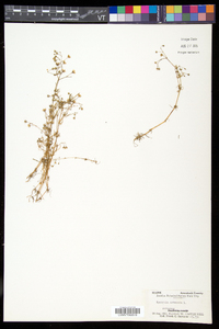 Spergula arvensis image