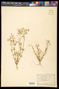 Spergula arvensis image