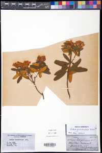 Rhododendron groenlandicum image