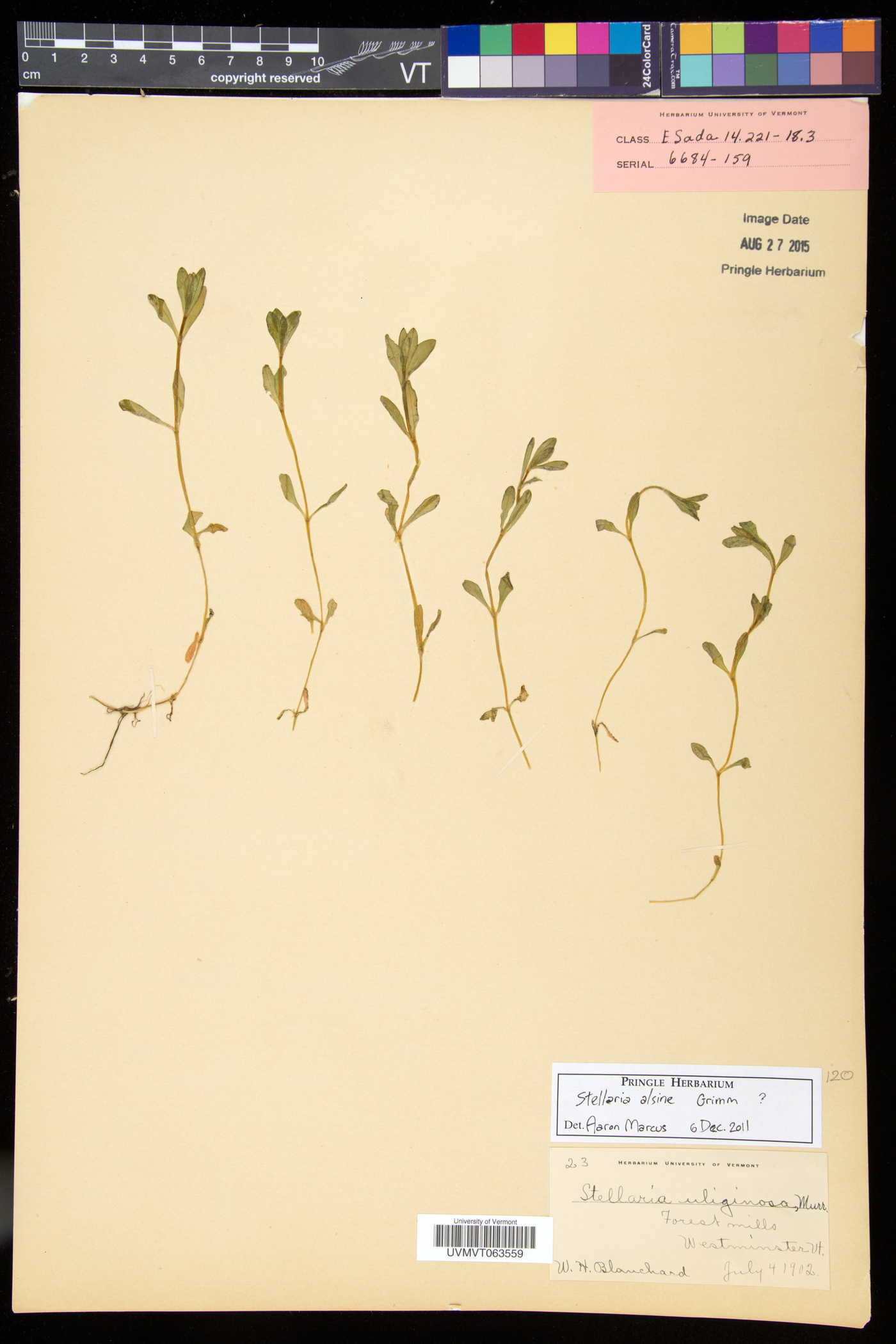 Stellaria alsine image