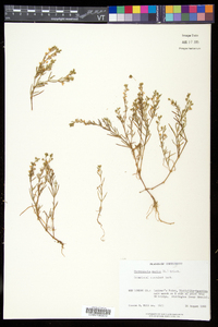 Spergularia salina image