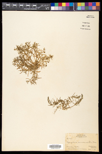 Spergularia canadensis var. canadensis image