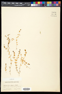 Stellaria humifusa image